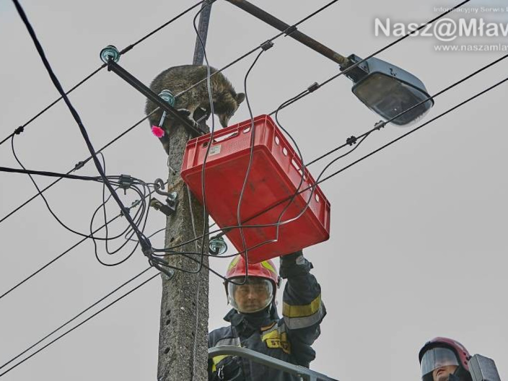 Niecodzienna akcja w Mławie. Szop uratowany!