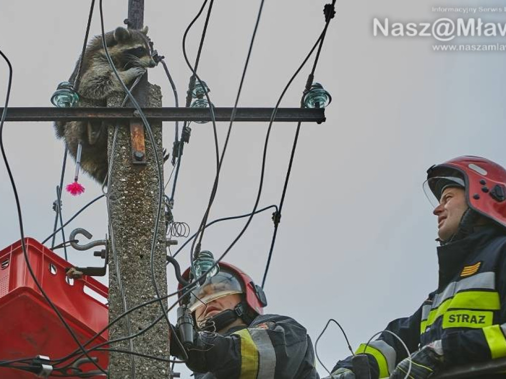 Niecodzienna akcja w Mławie. Szop uratowany!