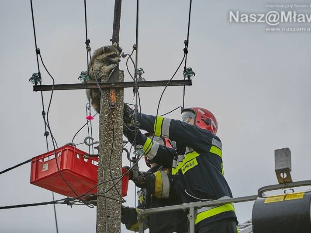 Niecodzienna akcja w Mławie. Szop uratowany!