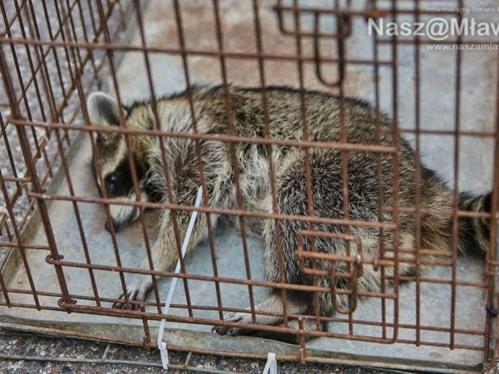 Niecodzienna akcja w Mławie. Szop uratowany!