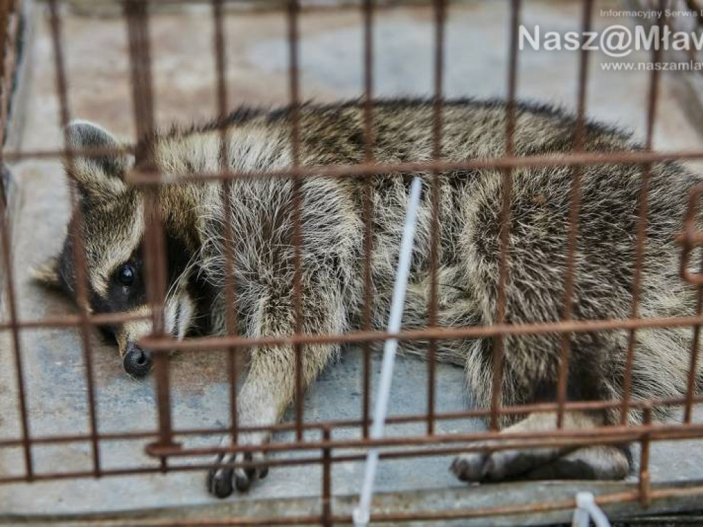 Niecodzienna akcja w Mławie. Szop uratowany!