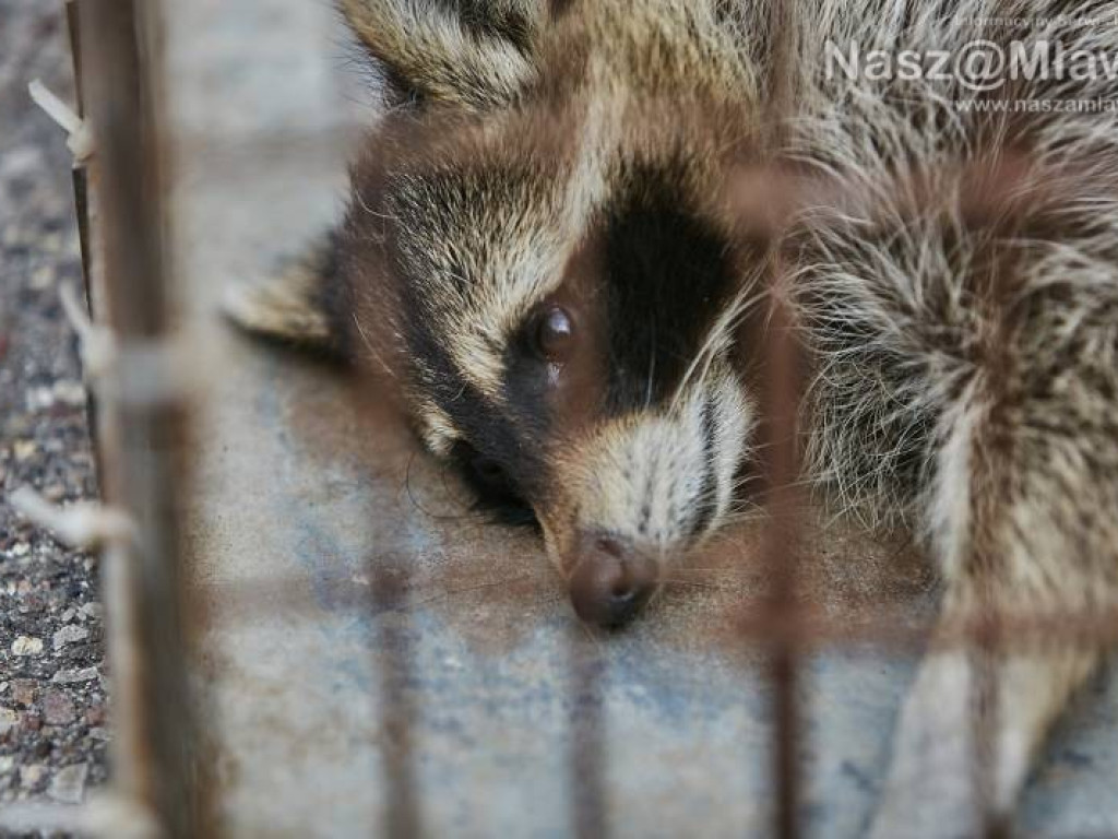 Niecodzienna akcja w Mławie. Szop uratowany!