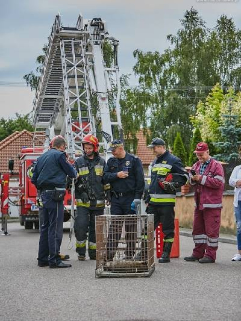 Niecodzienna akcja w Mławie. Szop uratowany!
