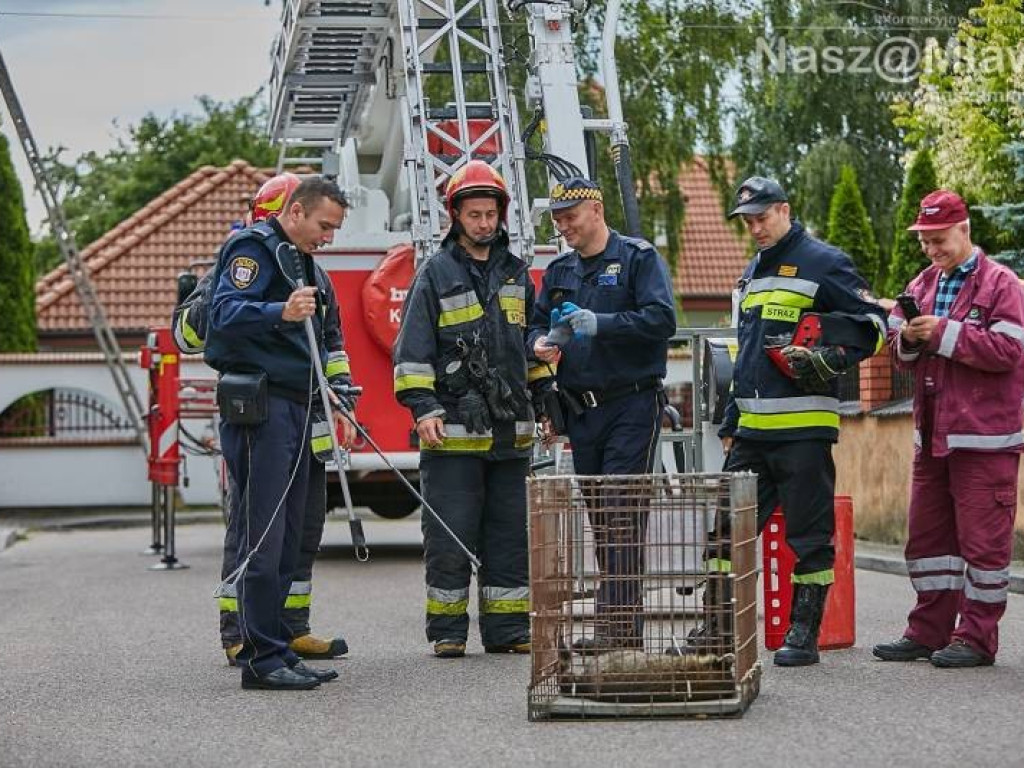 Niecodzienna akcja w Mławie. Szop uratowany!