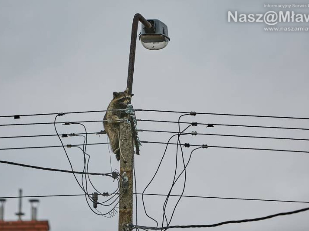 Niecodzienna akcja w Mławie. Szop uratowany!