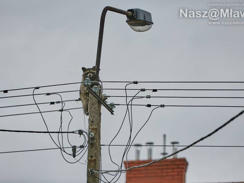 Niecodzienna akcja w Mławie. Szop uratowany!