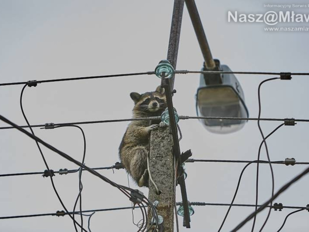Niecodzienna akcja w Mławie. Szop uratowany!