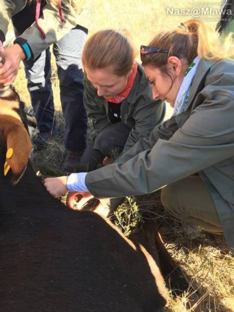 Pobrać krew nosorożcowi. Mławianka na praktykach w Afryce