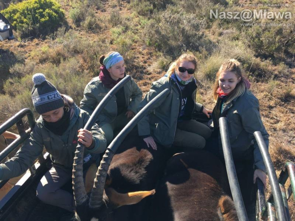 Pobrać krew nosorożcowi. Mławianka na praktykach w Afryce