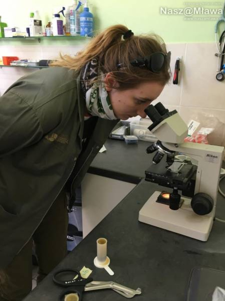 Pobrać krew nosorożcowi. Mławianka na praktykach w Afryce