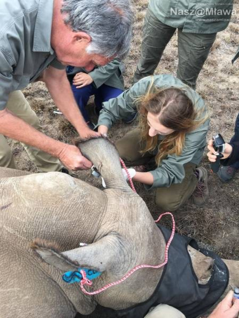 Pobrać krew nosorożcowi. Mławianka na praktykach w Afryce