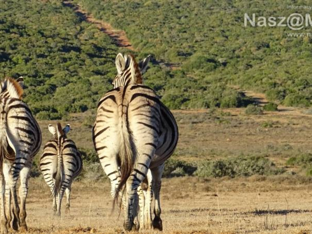Pobrać krew nosorożcowi. Mławianka na praktykach w Afryce