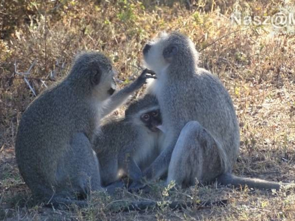 Pobrać krew nosorożcowi. Mławianka na praktykach w Afryce