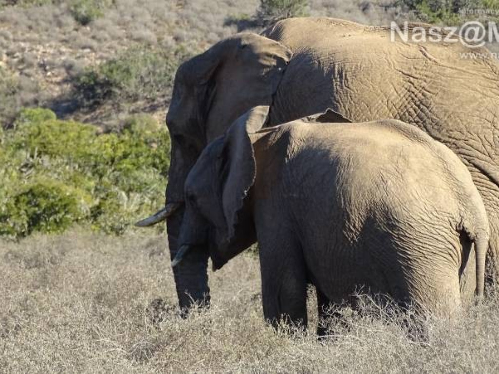 Pobrać krew nosorożcowi. Mławianka na praktykach w Afryce