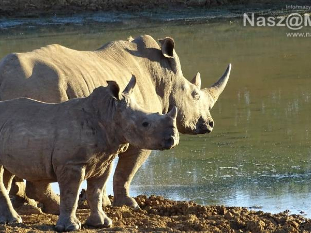 Pobrać krew nosorożcowi. Mławianka na praktykach w Afryce