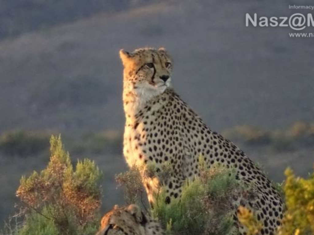 Pobrać krew nosorożcowi. Mławianka na praktykach w Afryce