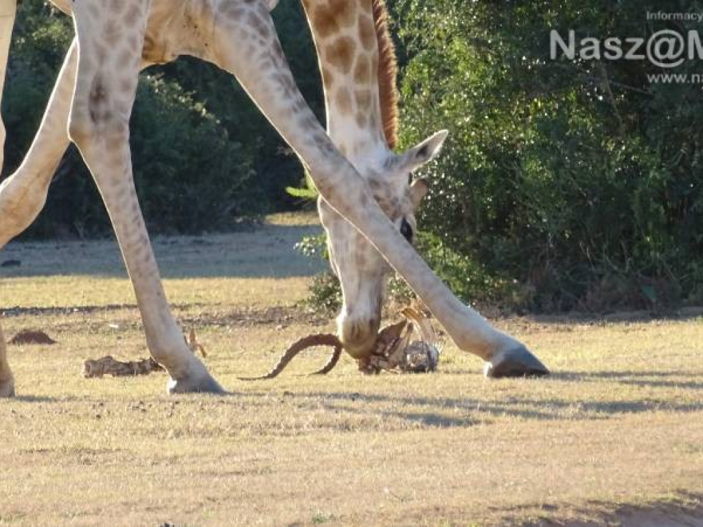 Pobrać krew nosorożcowi. Mławianka na praktykach w Afryce