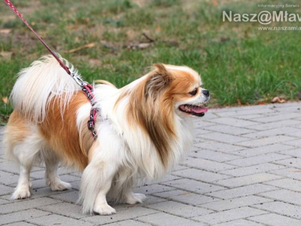 Małe i duże, rasowe i kundelki - wszystkie psy były piękne