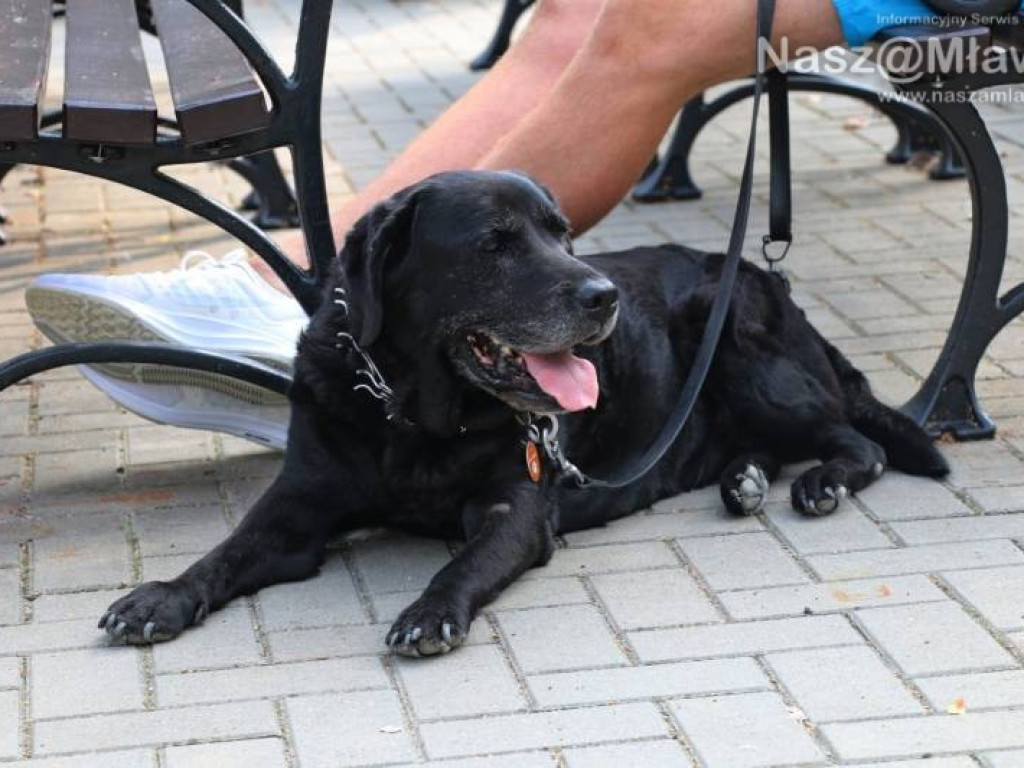 Małe i duże, rasowe i kundelki - wszystkie psy były piękne