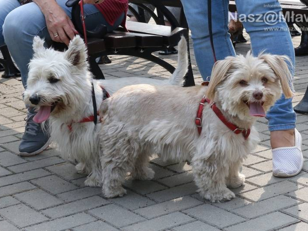 Małe i duże, rasowe i kundelki - wszystkie psy były piękne
