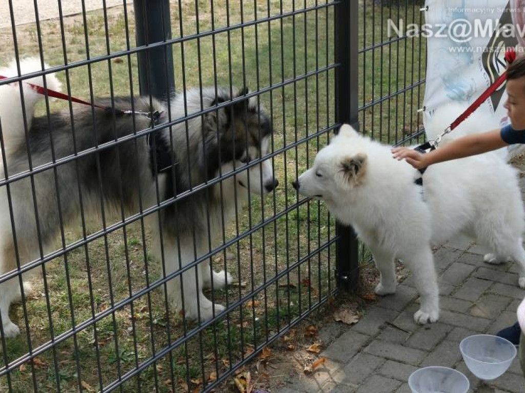 Małe i duże, rasowe i kundelki - wszystkie psy były piękne