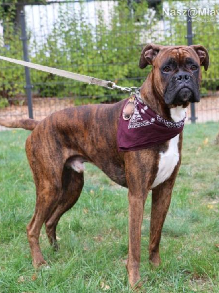 Małe i duże, rasowe i kundelki - wszystkie psy były piękne