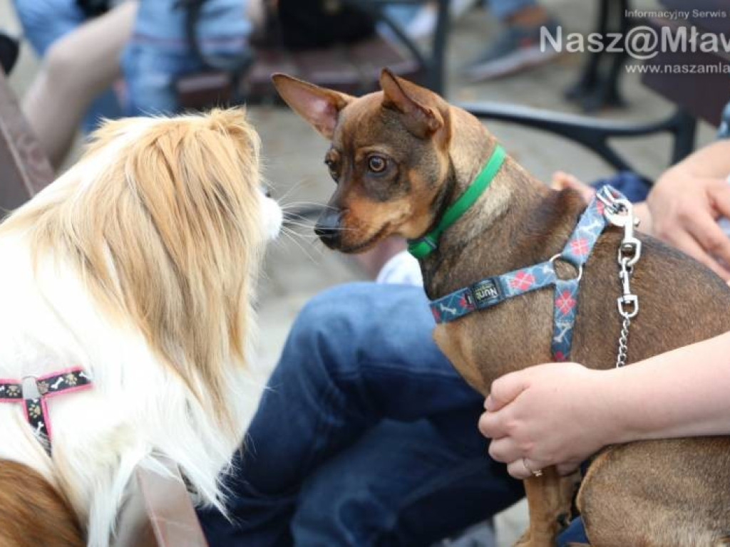 Małe i duże, rasowe i kundelki - wszystkie psy były piękne