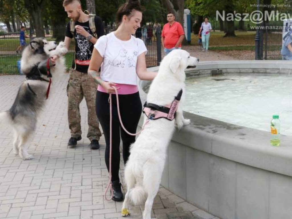Małe i duże, rasowe i kundelki - wszystkie psy były piękne