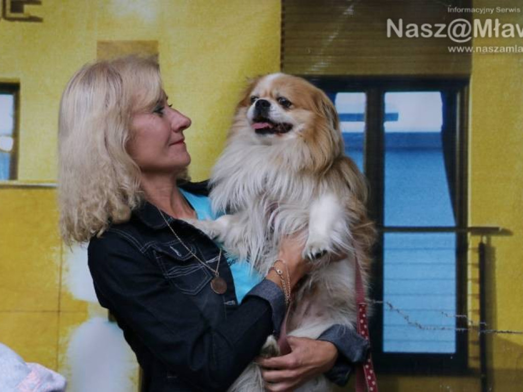 Małe i duże, rasowe i kundelki - wszystkie psy były piękne