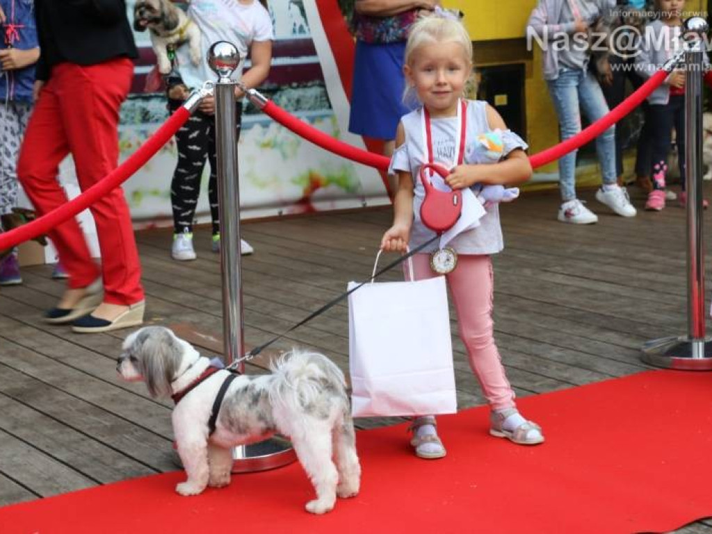 Małe i duże, rasowe i kundelki - wszystkie psy były piękne