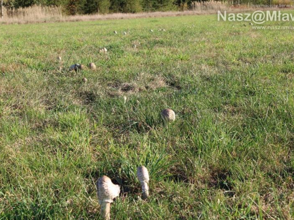 Łąka pod Mławą - wysyp kani