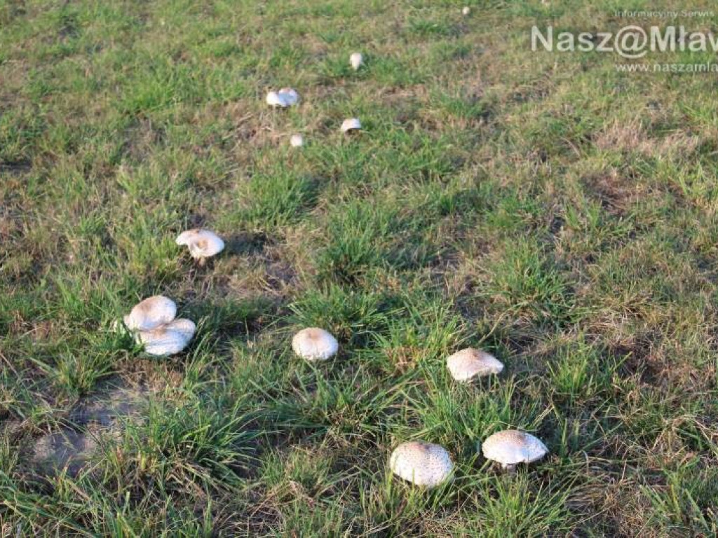 Łąka pod Mławą - wysyp kani