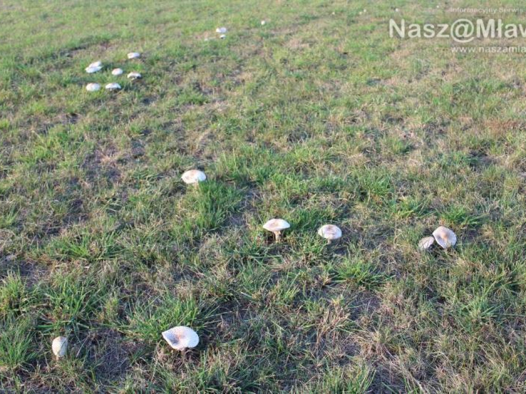 Łąka pod Mławą - wysyp kani