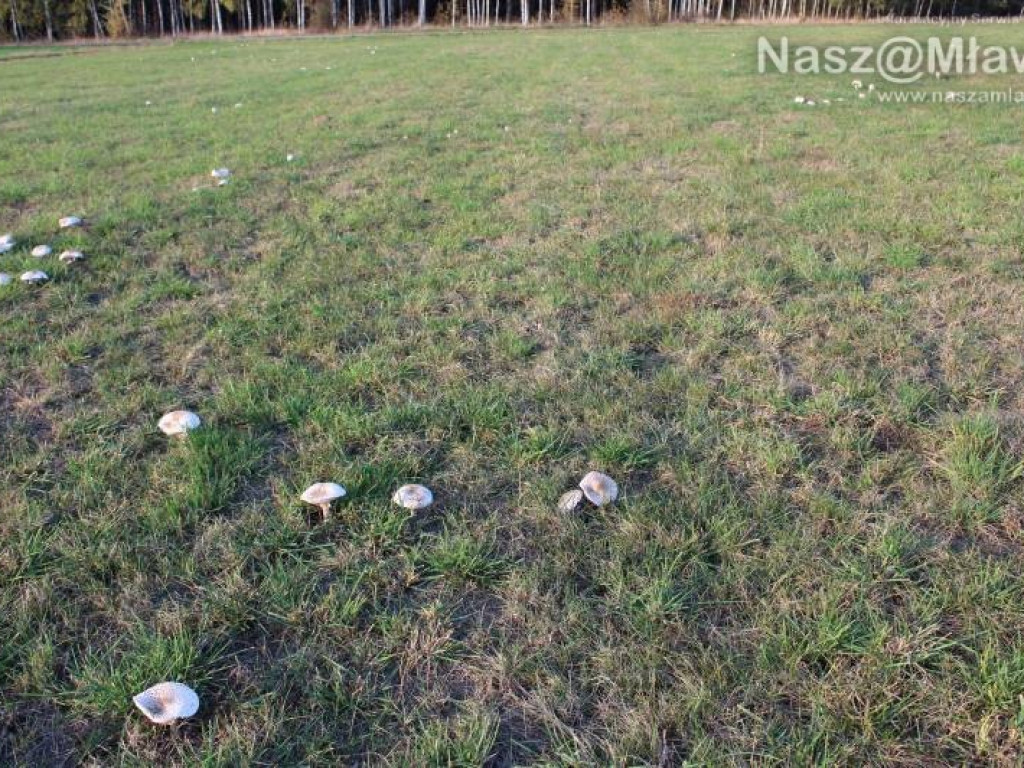 Łąka pod Mławą - wysyp kani