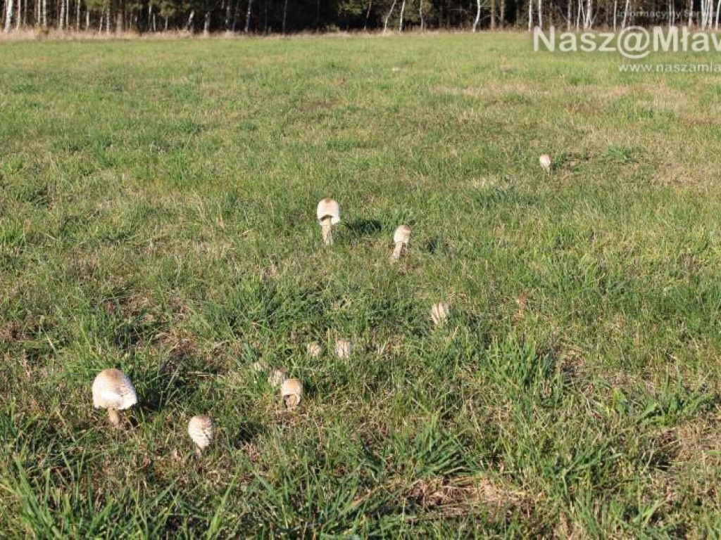 Łąka pod Mławą - wysyp kani
