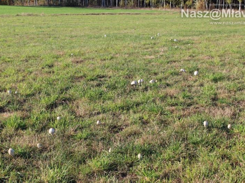 Łąka pod Mławą - wysyp kani