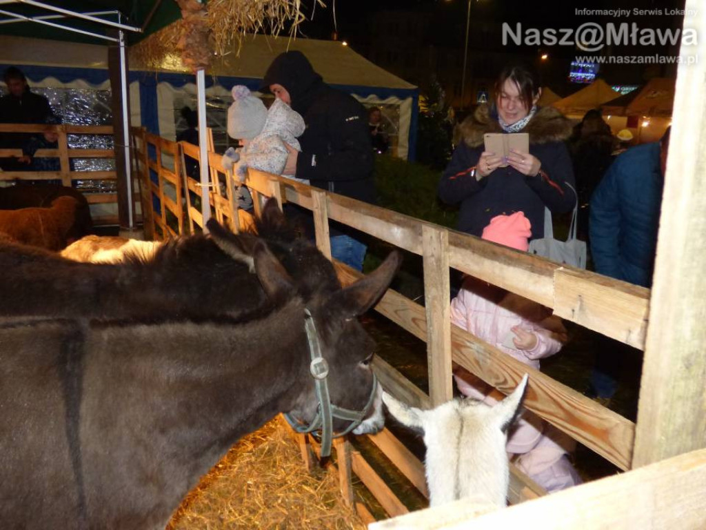 Miejska Wigilia. Duże zainteresowanie wzbudzała stajenka z żywymi zwierzętami