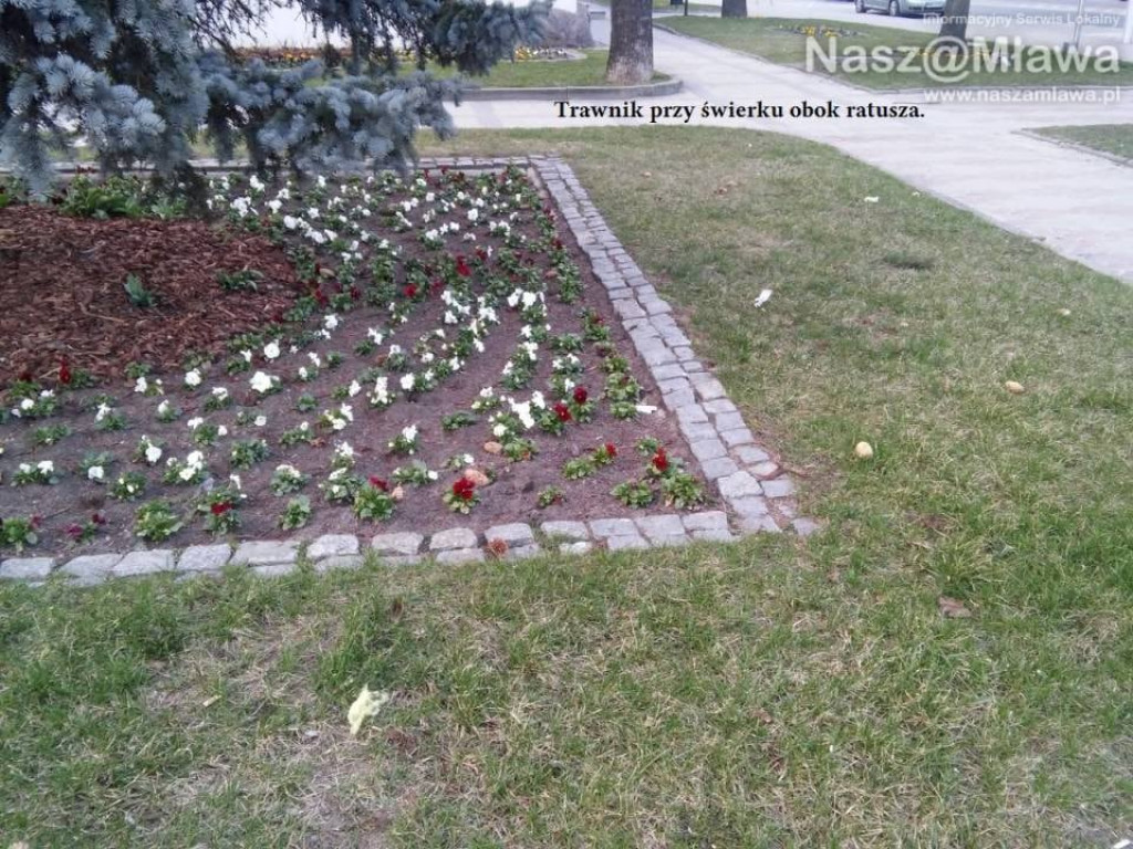 Pety i inne odpadki. Zaśmiecają nawet centrum Mławy