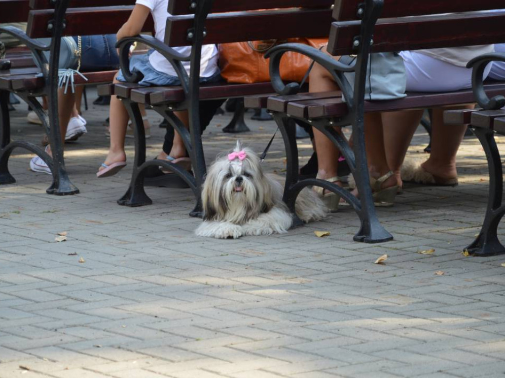 Piknik z czworonogiem. Mławianie prezentowali swoje psy