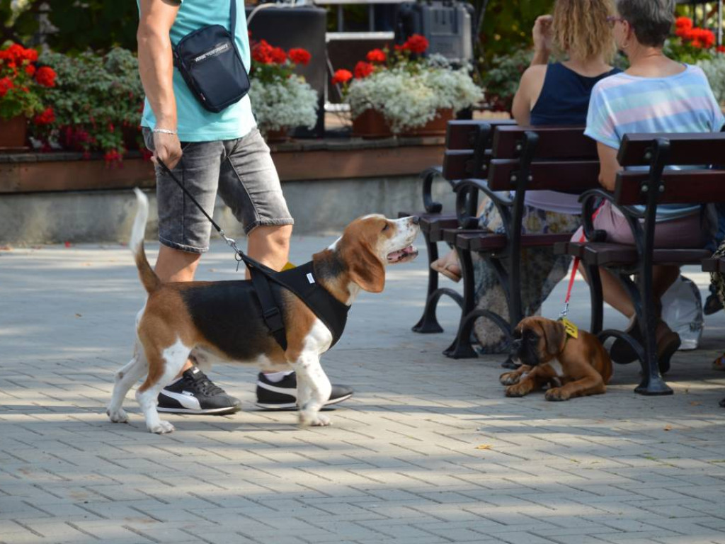 Piknik z czworonogiem. Mławianie prezentowali swoje psy
