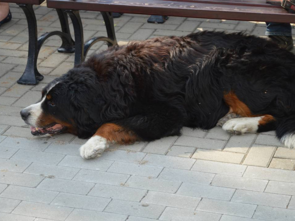 Piknik z czworonogiem. Mławianie prezentowali swoje psy