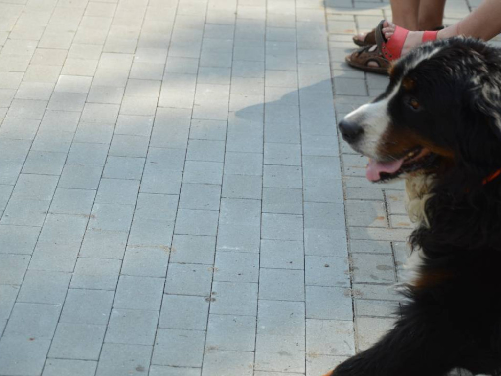 Piknik z czworonogiem. Mławianie prezentowali swoje psy