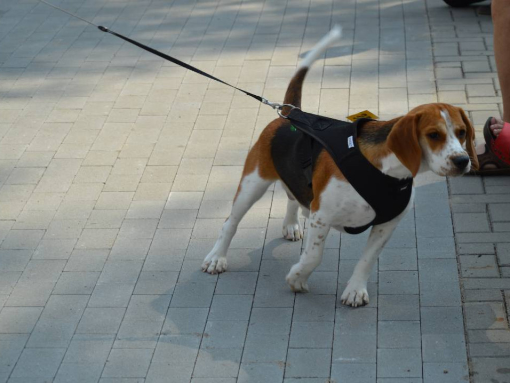 Piknik z czworonogiem. Mławianie prezentowali swoje psy