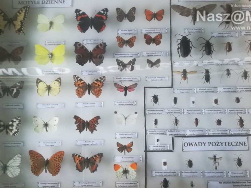 #sprzątaMY - mławscy uczniowie w akcji