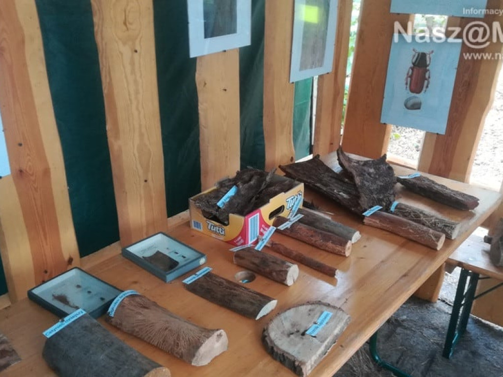 #sprzątaMY - mławscy uczniowie w akcji