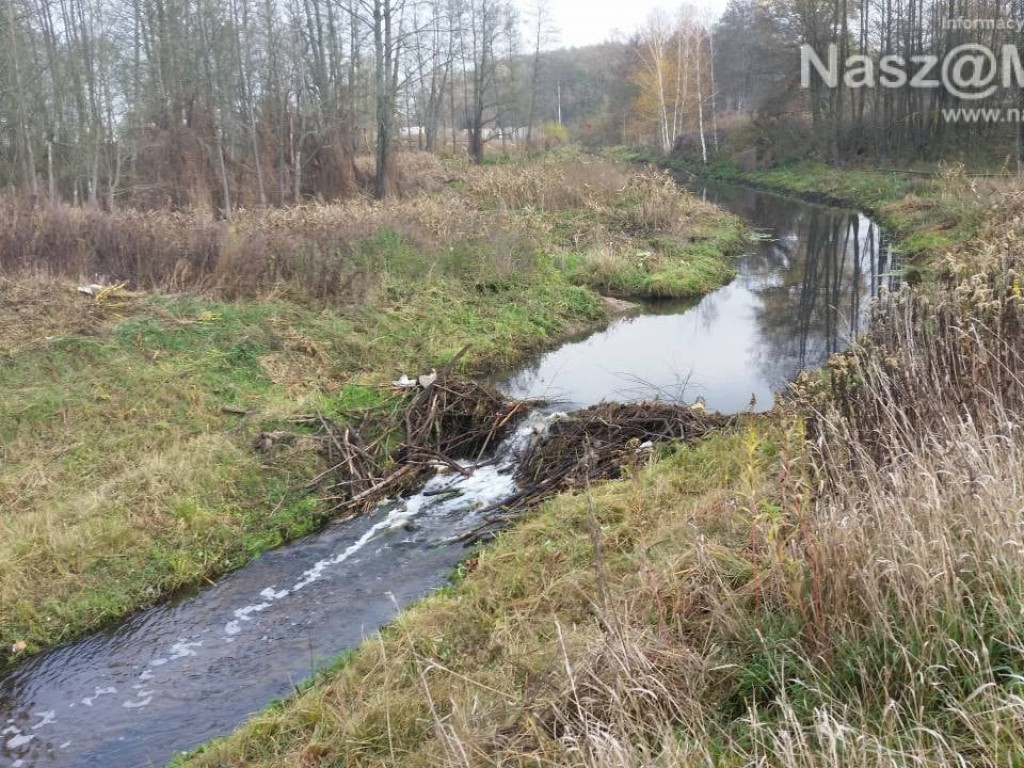 Bobry nie opuściły Seracza