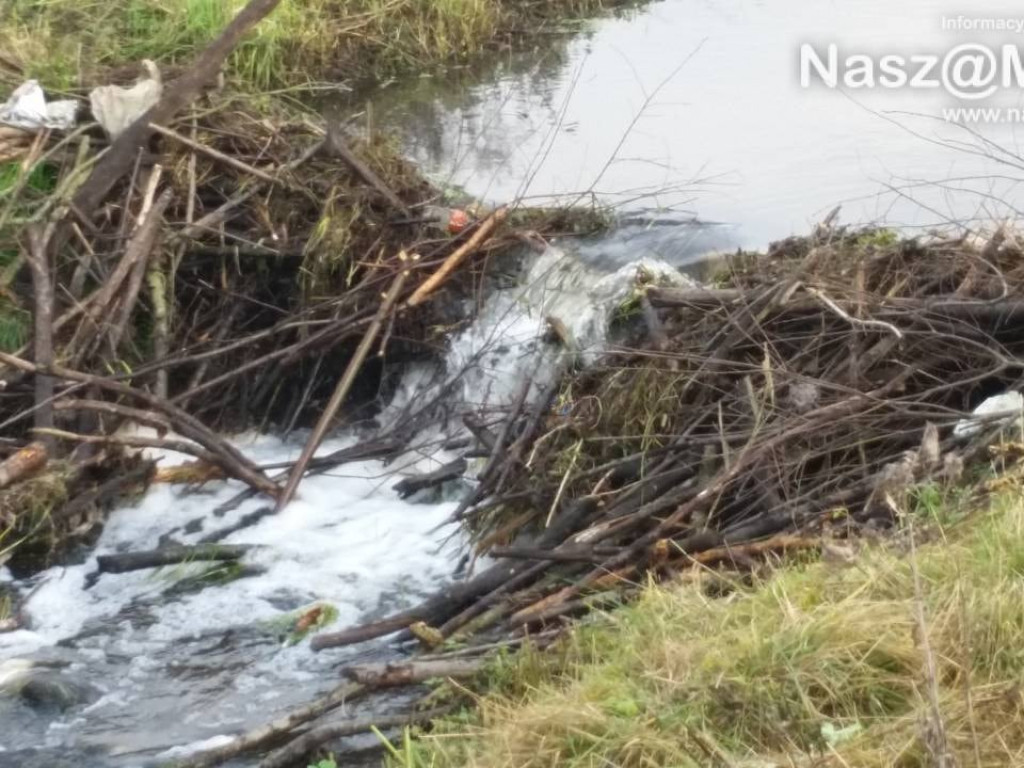 Bobry nie opuściły Seracza