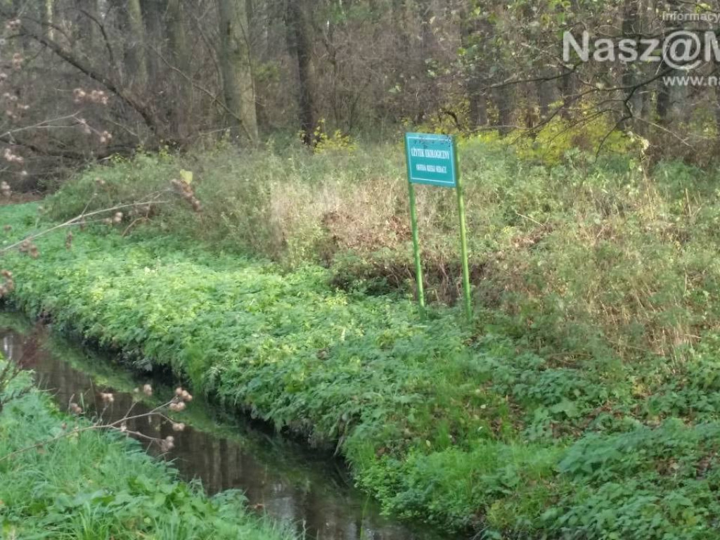 Bobry nie opuściły Seracza