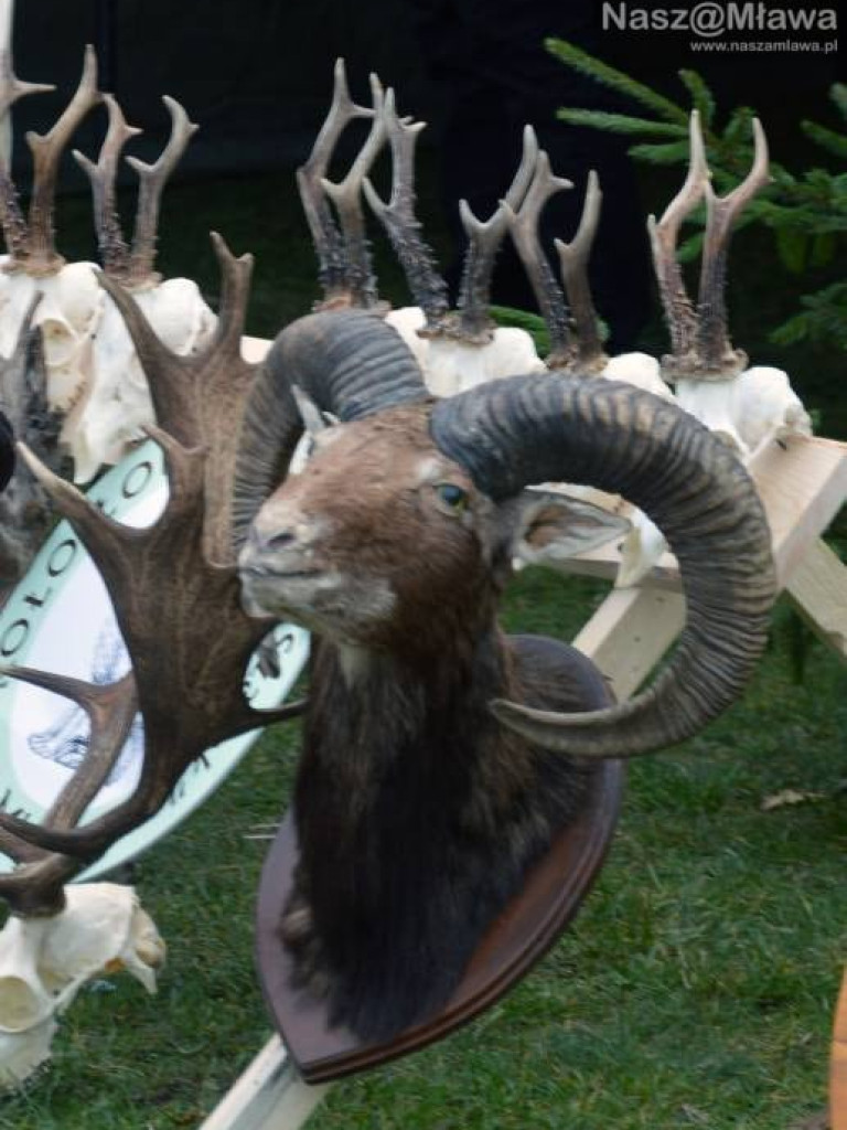 Hubertus w Mławie wzbudził zainteresowanie. Fotorelacja