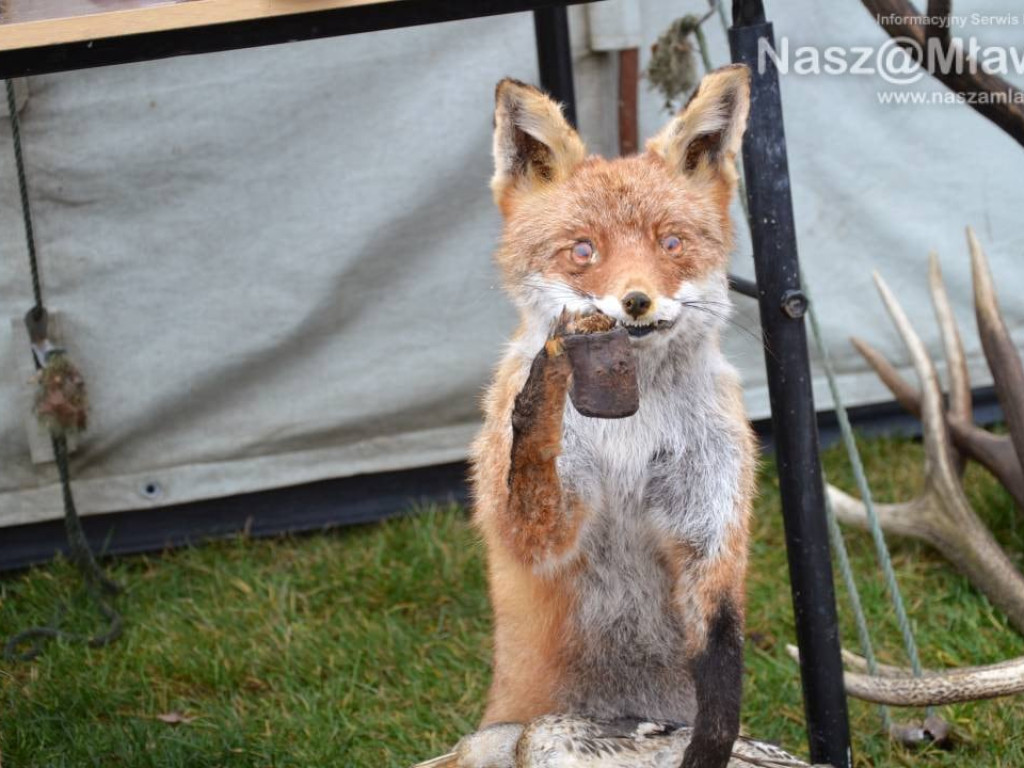 Hubertus w Mławie wzbudził zainteresowanie. Fotorelacja